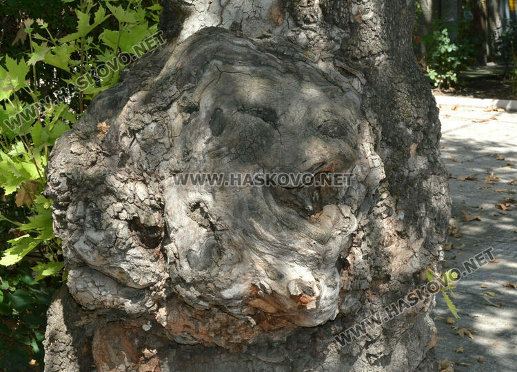 Хасковлии видяха човешки и животински образи в дърво
