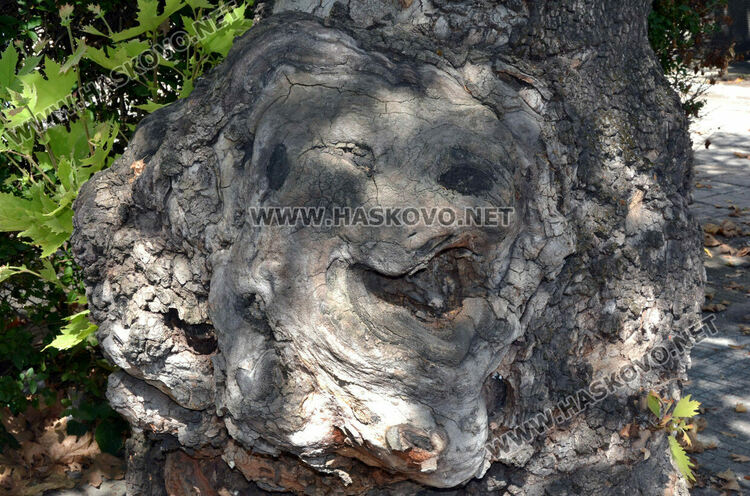 Хасковлии видяха човешки и животински образи в дърво
