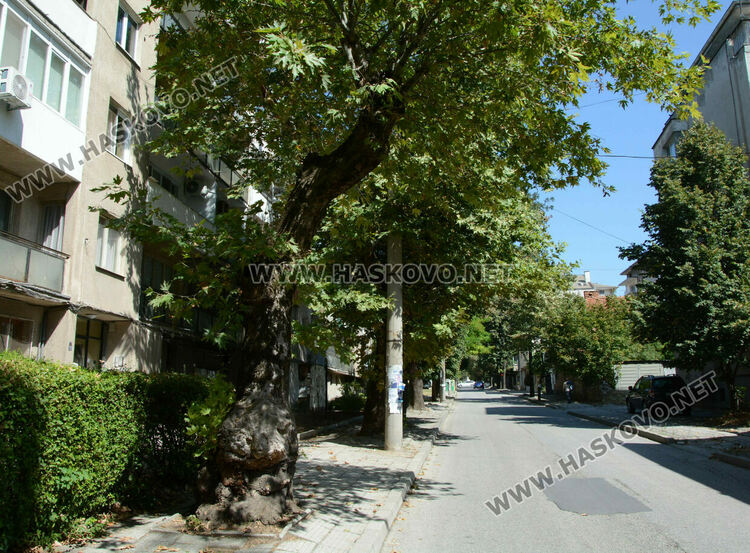 Хасковлии видяха човешки и животински образи в дърво