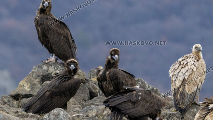 Снимка Архив Haskovo.net