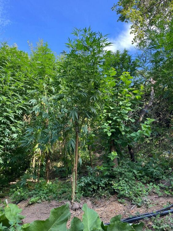 Задържаха двама за отглеждане на канабис