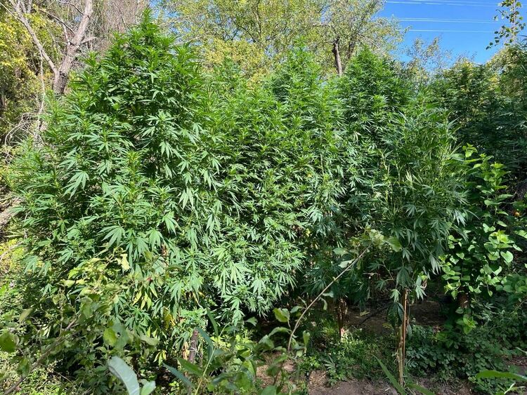 Задържаха двама за отглеждане на канабис