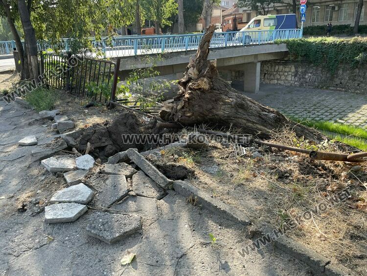Падна удареното при катастрофата дърво на „Лебеда“