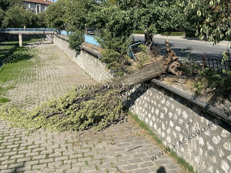 Падна удареното при катастрофата дърво на „Лебеда“