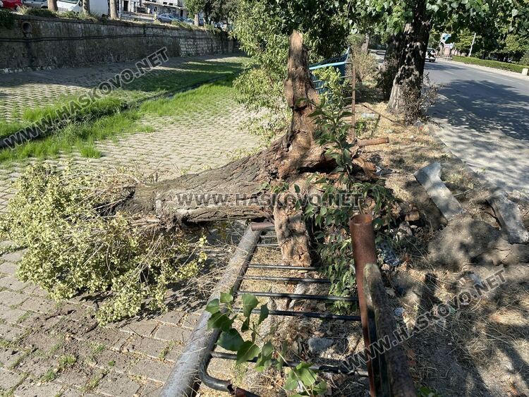 Падна удареното при катастрофата дърво на „Лебеда“