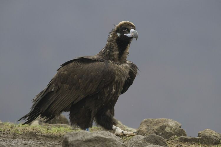 Снимки: БДЗП