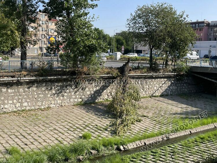 Падна удареното при катастрофата дърво на „Лебеда“