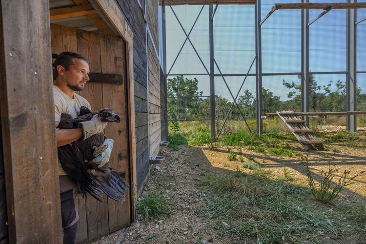 Още шест черни лешояда от Испания пристигнаха в Източните Родопи