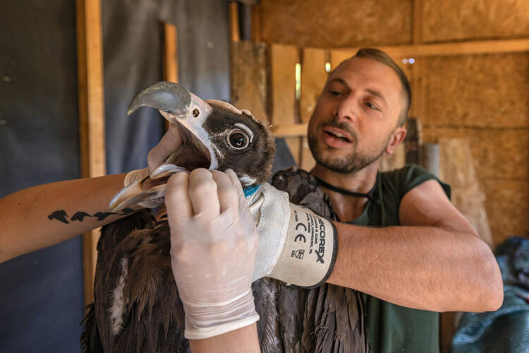 Още шест черни лешояда от Испания пристигнаха в Източните Родопи