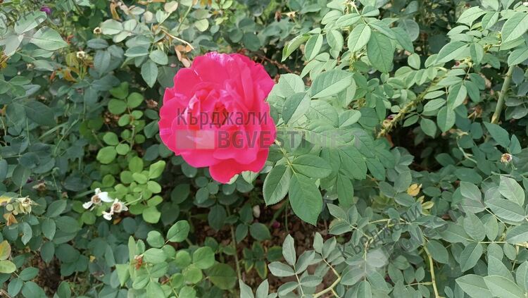 Променлива облачност днес в Кърджали,тихо и прохладно време