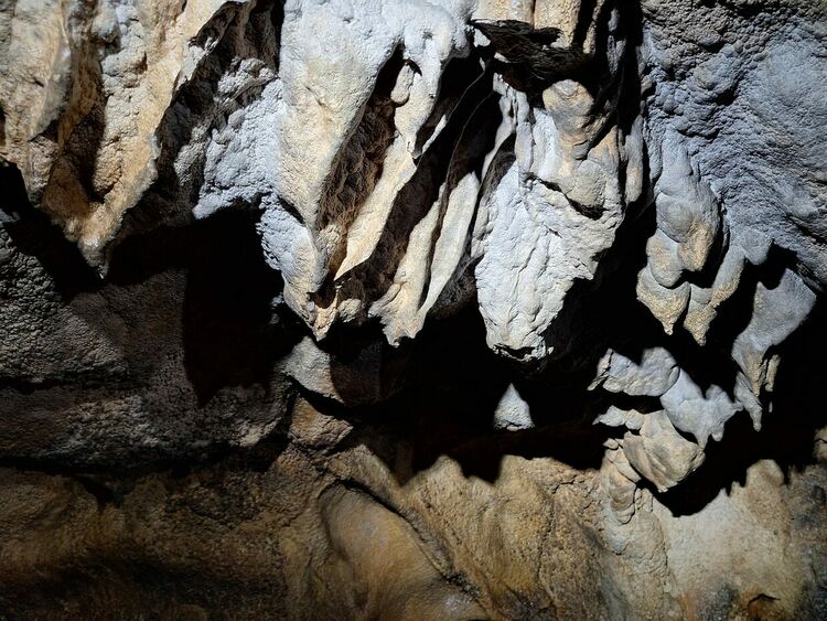 Зъб от пещерен лъв е най-впечатляващата находка при разкопките в пещерата "Чая"