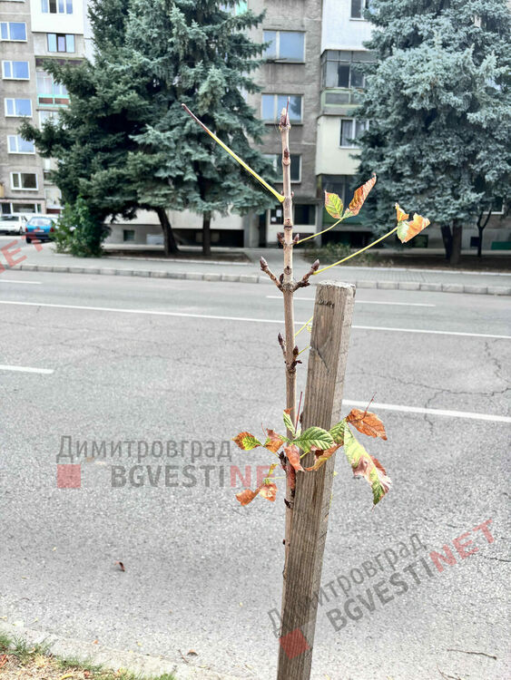 Първите две дръвчета са осиновени. Искате ли и вие?