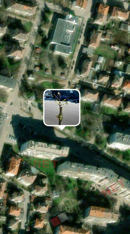 дърво за осиновяване