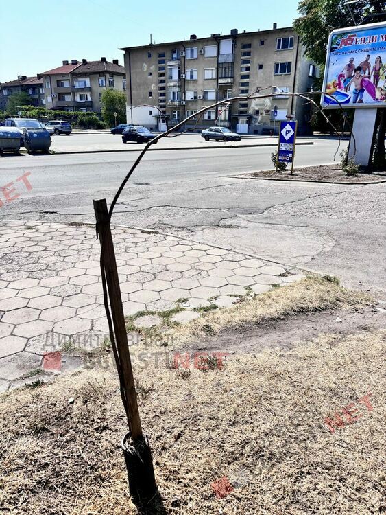 Първите две дръвчета са осиновени. Искате ли и вие?