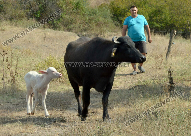 Бяло биволче се роди в Дряново, очакват да донесе късмет и надежда