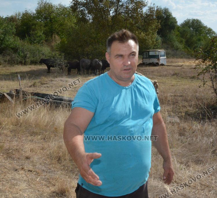 Бяло биволче се роди в Дряново, очакват да донесе късмет и надежда