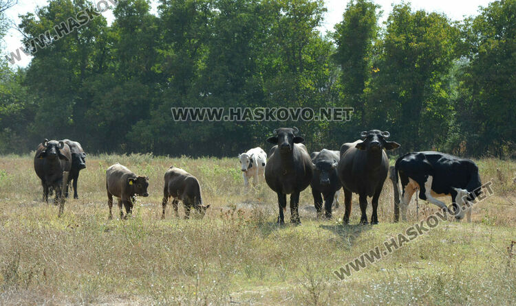 Бяло биволче се роди в Дряново, очакват да донесе късмет и надежда