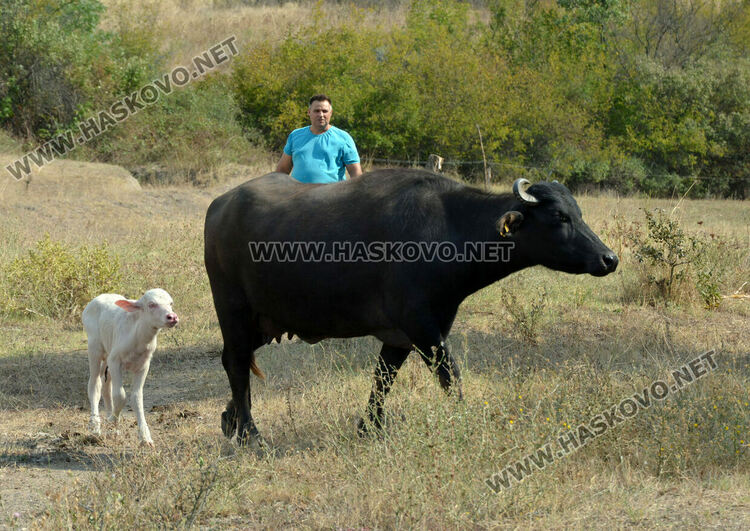 Бяло биволче се роди в Дряново, очакват да донесе късмет и надежда