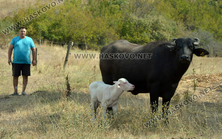 Бяло биволче се роди в Дряново, очакват да донесе късмет и надежда