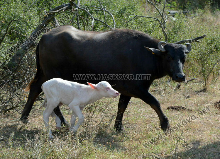 Бяло биволче се роди в Дряново, очакват да донесе късмет и надежда