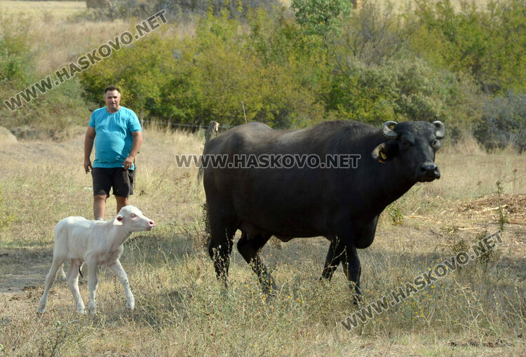 Бяло биволче се роди в Дряново, очакват да донесе късмет и надежда