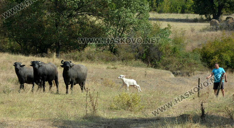 Бяло биволче се роди в Дряново, очакват да донесе късмет и надежда
