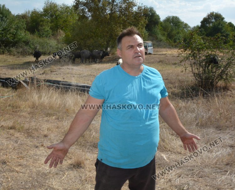 Бяло биволче се роди в Дряново, очакват да донесе късмет и надежда