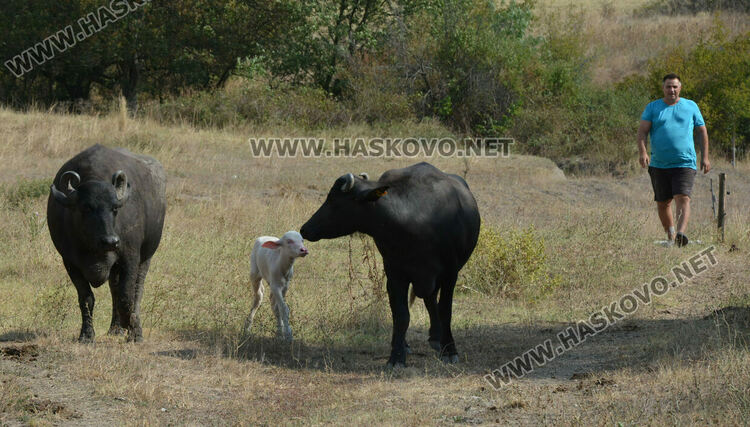Бяло биволче се роди в Дряново, очакват да донесе късмет и надежда