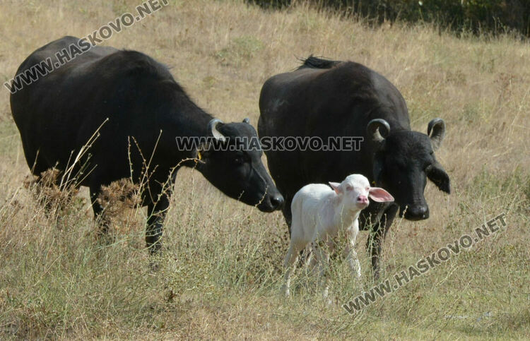 Бяло биволче се роди в Дряново, очакват да донесе късмет и надежда