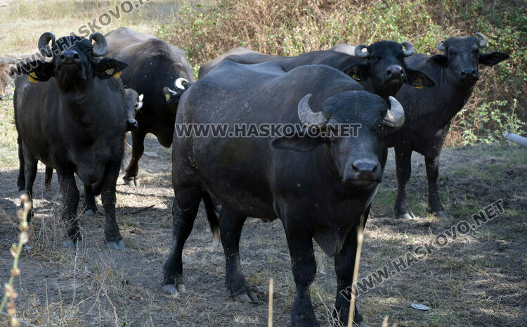 Бяло биволче се роди в Дряново, очакват да донесе късмет и надежда