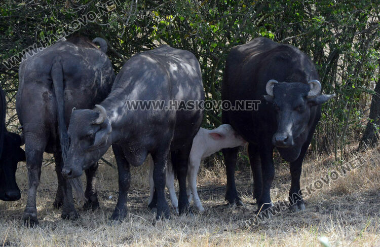 Бяло биволче се роди в Дряново, очакват да донесе късмет и надежда