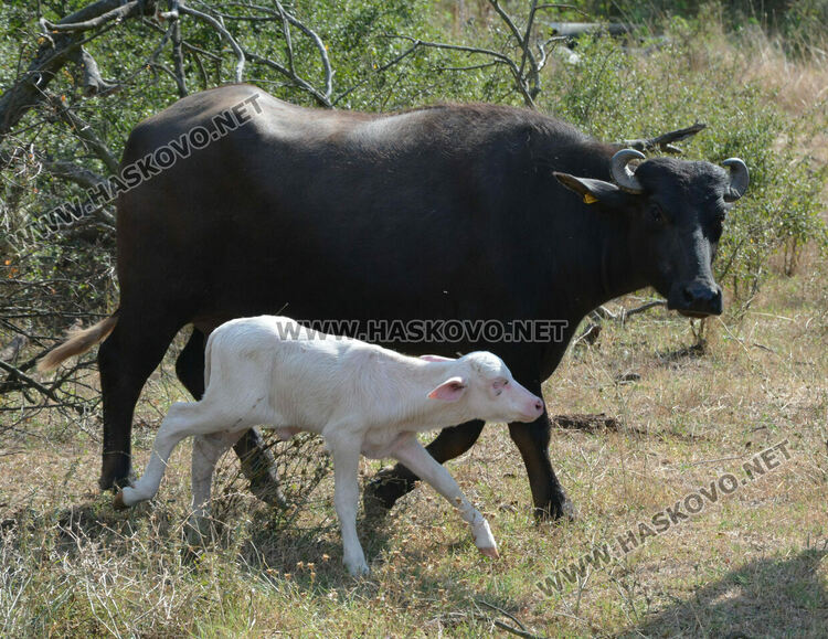 Бяло биволче се роди в Дряново, очакват да донесе късмет и надежда