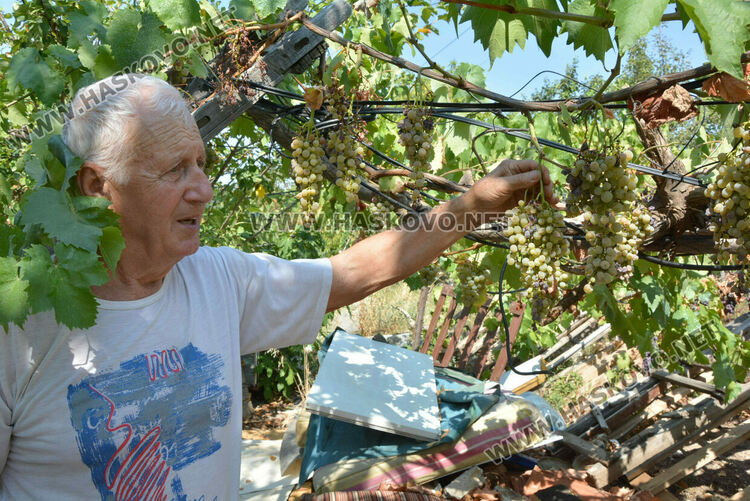 Пчелар направи уникален параклис между 4 дървета