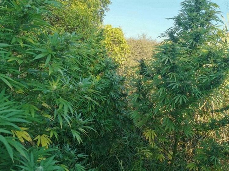Задържаха мъж за отглеждане на 3-метрови конопени растения