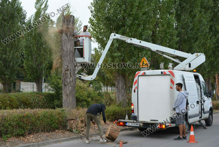Премахват 37 изсъхнали тополи край река Хасковска