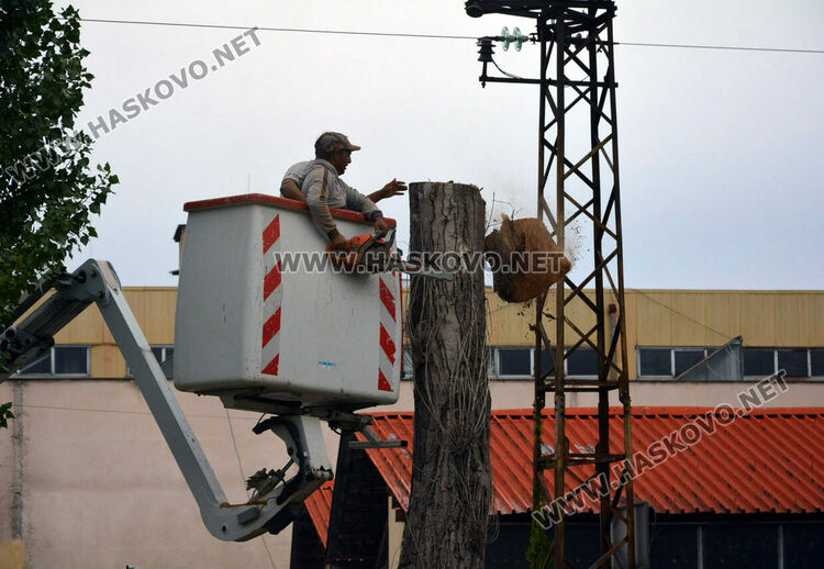 Премахват 37 изсъхнали тополи край река Хасковска