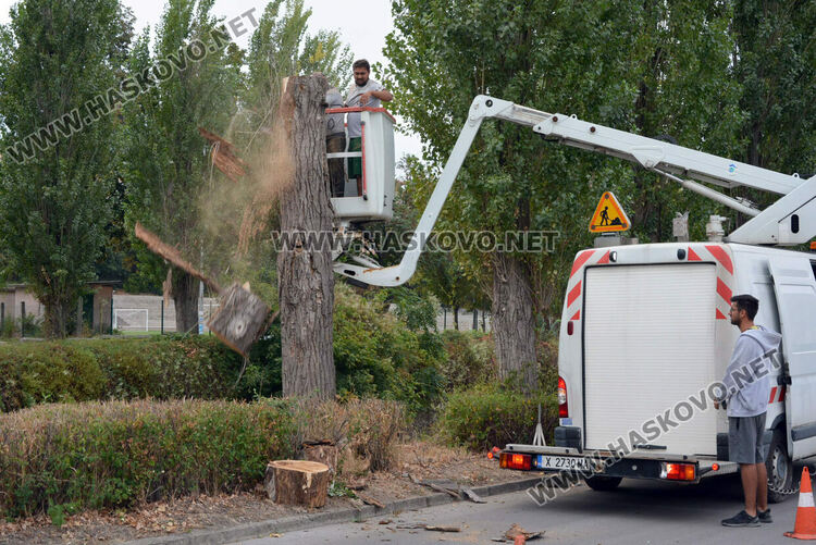 Премахват 37 изсъхнали тополи край река Хасковска