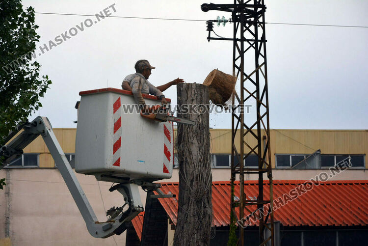Премахват 37 изсъхнали тополи край река Хасковска
