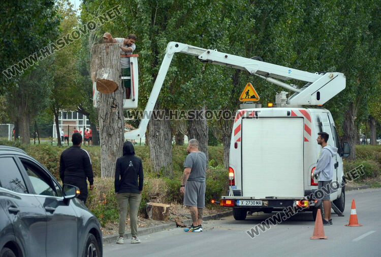Премахват 37 изсъхнали тополи край река Хасковска