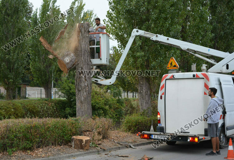 Премахват 37 изсъхнали тополи край река Хасковска
