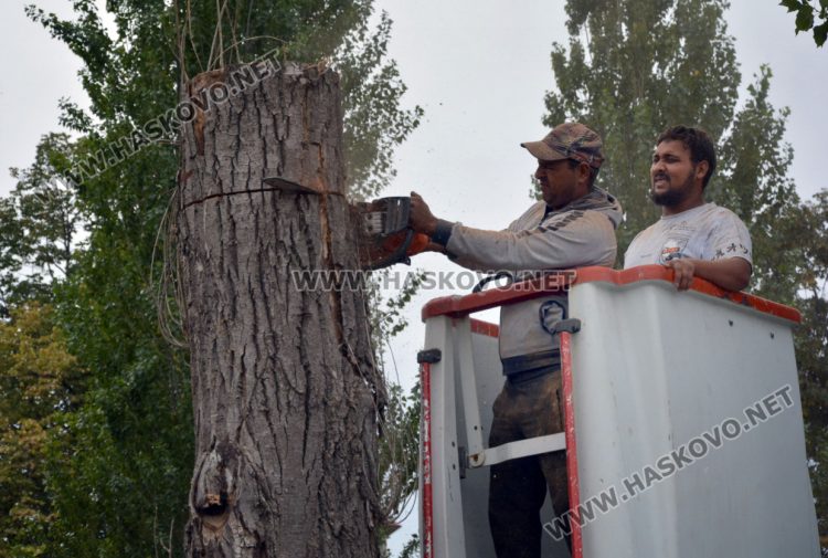 Премахват 37 изсъхнали тополи край река Хасковска