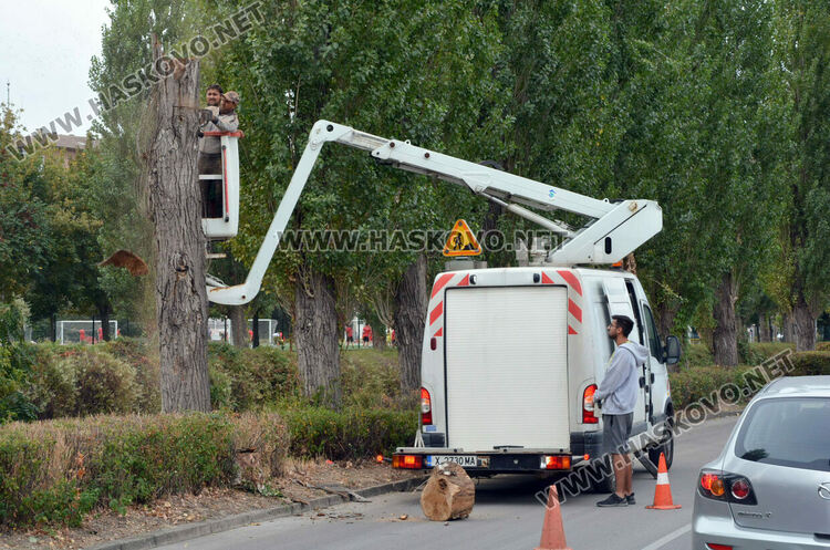 Премахват 37 изсъхнали тополи край река Хасковска