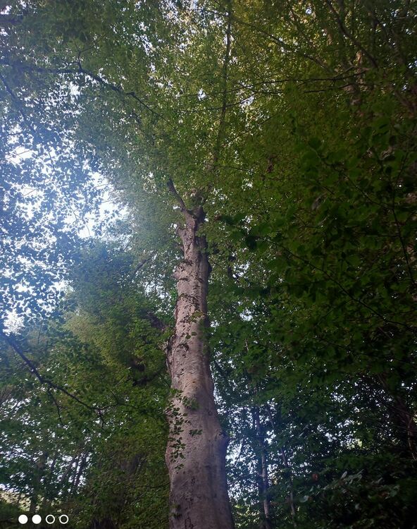 Два забележителни бука на територията на РИОСВ – Смолян са обявени за защитени