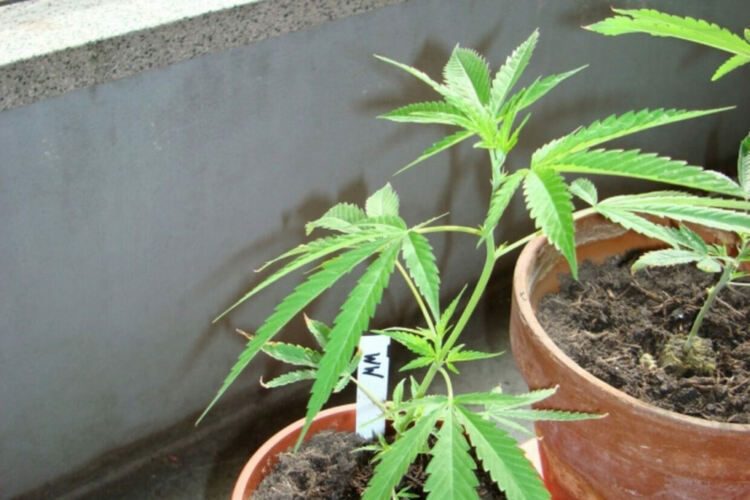  „Почтена” кърджалийска пенсионерка си гледа канабис в саксии,осъждат я на затвор условно