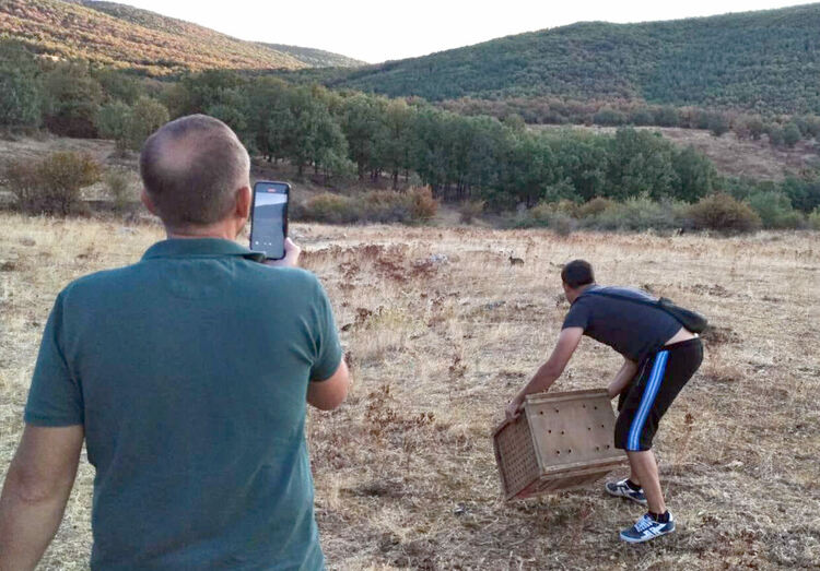 Популацията на зайците в Хасковско остава критична