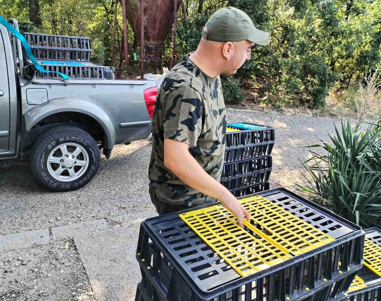 Популацията на зайците в Хасковско остава критична