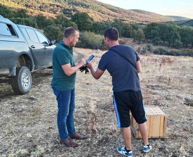 Популацията на зайците в Хасковско остава критична