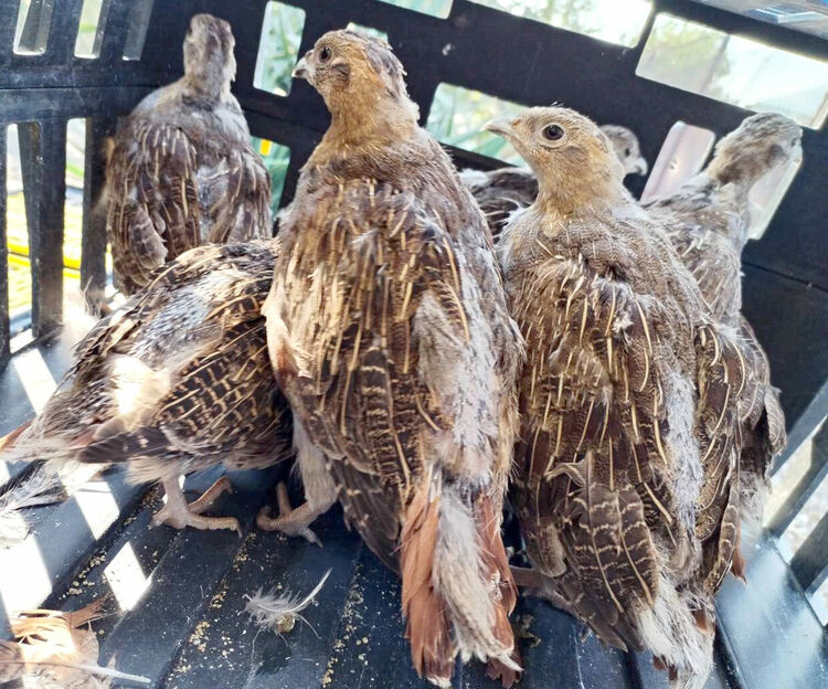 Популацията на зайците в Хасковско остава критична