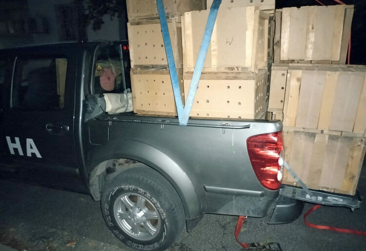 Популацията на зайците в Хасковско остава критична