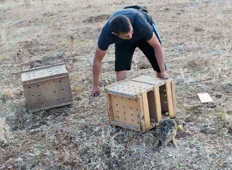 Популацията на зайците в Хасковско остава критична